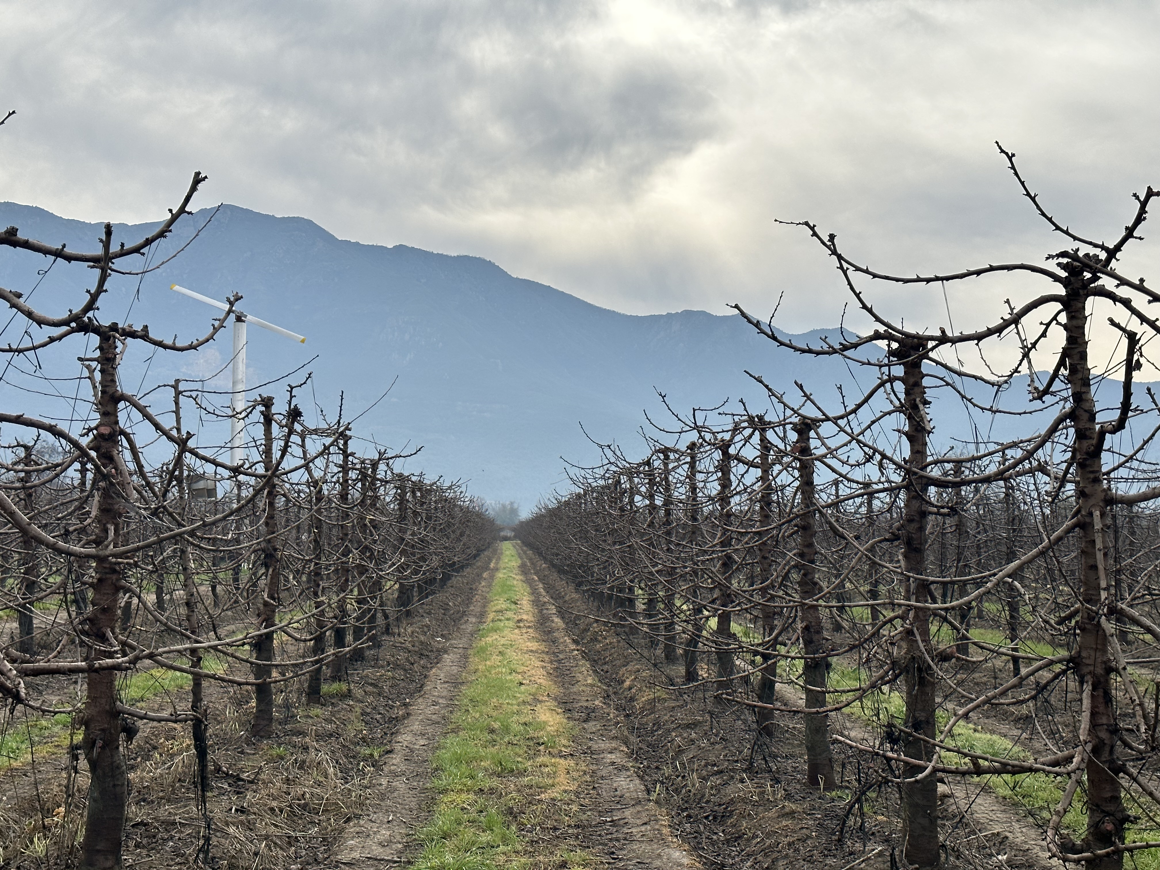 Riego tecnificado AgroTuncahue